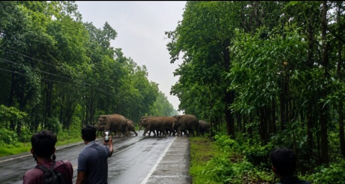 हाथियों का बड़ा दल राज्य मार्ग पर देखा गया