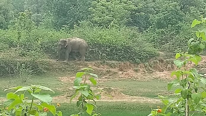 सुबह जंगल में जानवरों की दुनिया