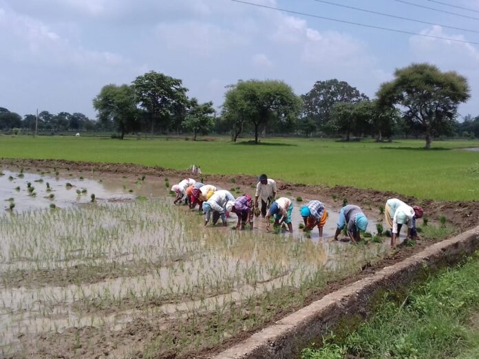 किसान और मजदूर खेत में काम करते हुए