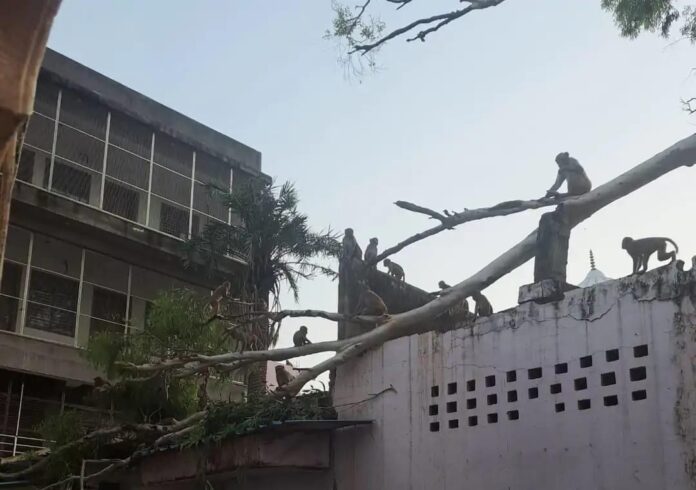 पीपल टहनी टूटकर गिरने से विद्यालय भवन क्षतिग्रस्त हुआ