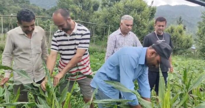मक्की की फसल को नुकसान सिरमौर मक्की की फसल को नुकसान सिरमौर