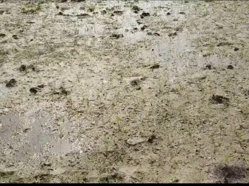 राेपा के बाद बारिश का इंतजार क्यों जरूरी है राेपा के बाद बारिश का इंतजार का समय