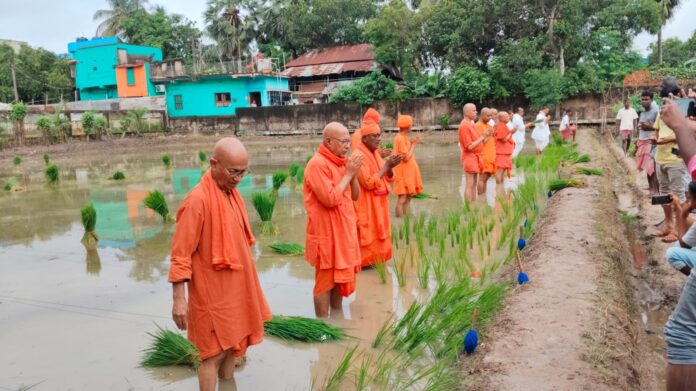 संत धान के खेत में काम करते हुए