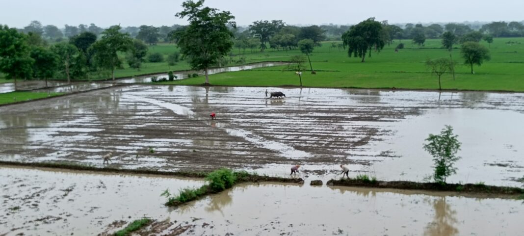 मानसून की बौछारों के बीच खेत में धान की रोपाई करते हुए मजदूर। मानसून धान की रोपाई करते मजदूर