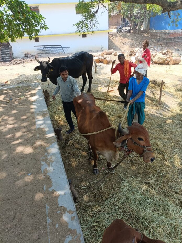 नीले रंग की पोशाक में धनऊ सोनकर नीले रंग की पोशाक में धनऊ सोनकर