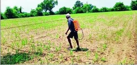किसान फसल दवा छिड़काव दुर्दशा