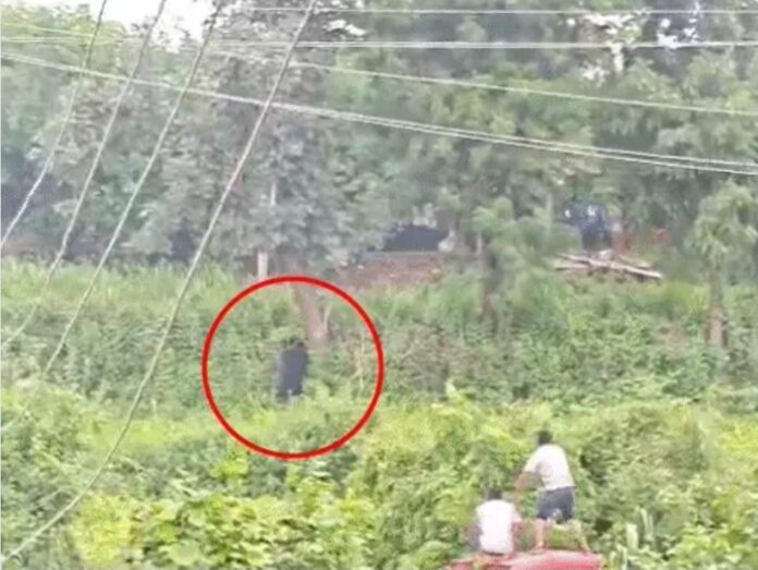 भारत में जंगल हमला और वन्यजीव
