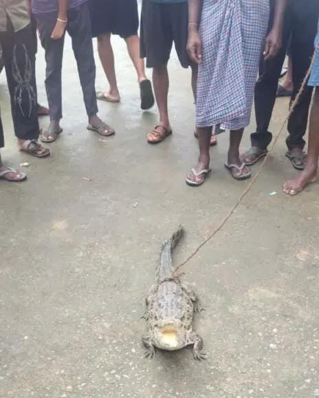कोरबा मगरमच्छ का दिखना एक बड़ी घटना है कोरबा मगरमच्छ का दिखना एक बड़ी घटना है
