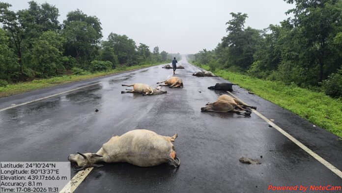 सडक पर म़त पडी गौवंश