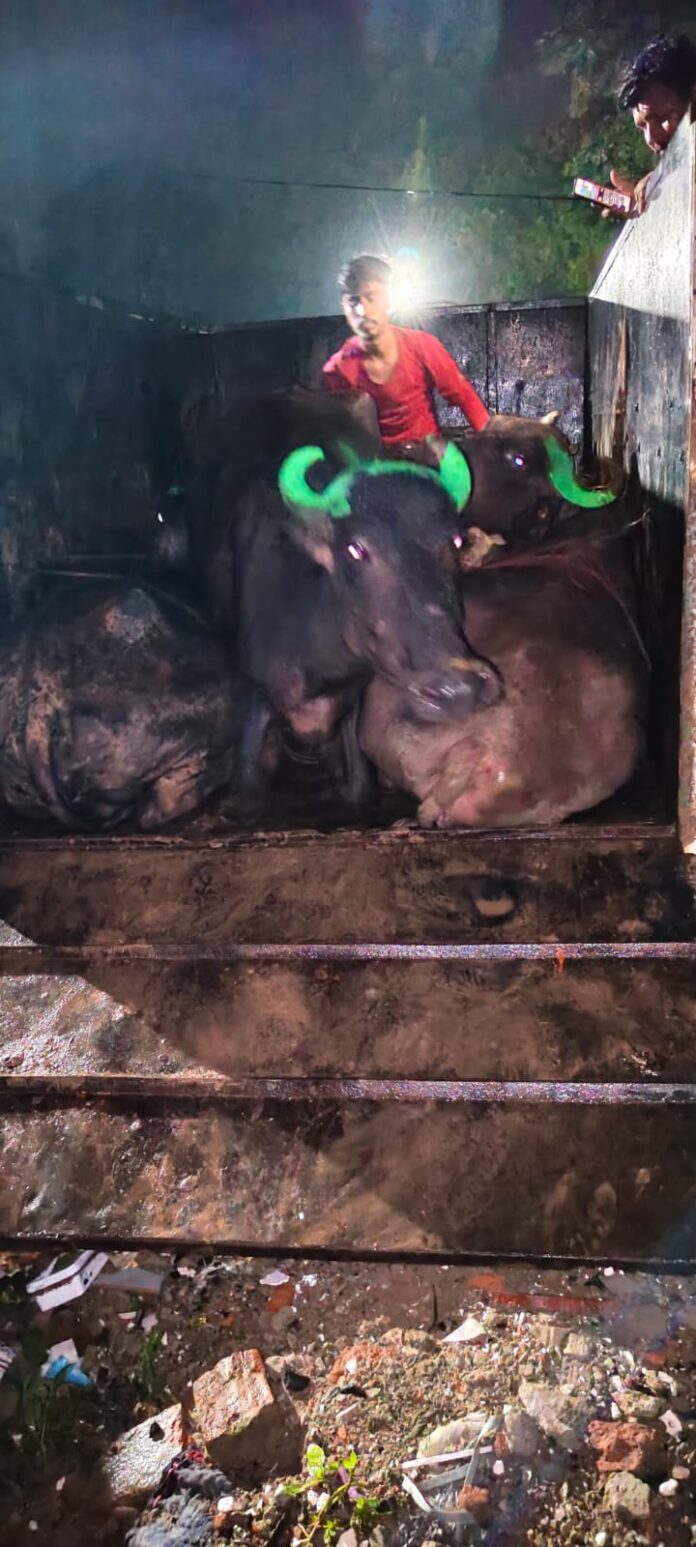 वाहन में ठूंस-ठूंस कर भरे मवेशी
