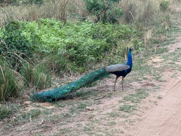 मोर पक्षी(फाइल फोटो)