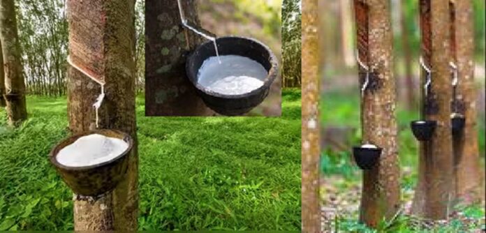 रबर उत्पादन में पूर्वोत्तर भारत को तेजी से बना रहा आत्मनिर्भर