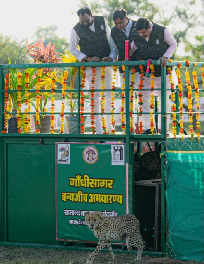 गांधी सागर अभयारण्य में मादा चीता राधा को रिलीज करते हुए मुख्यमंत्री डॉ. यादव
