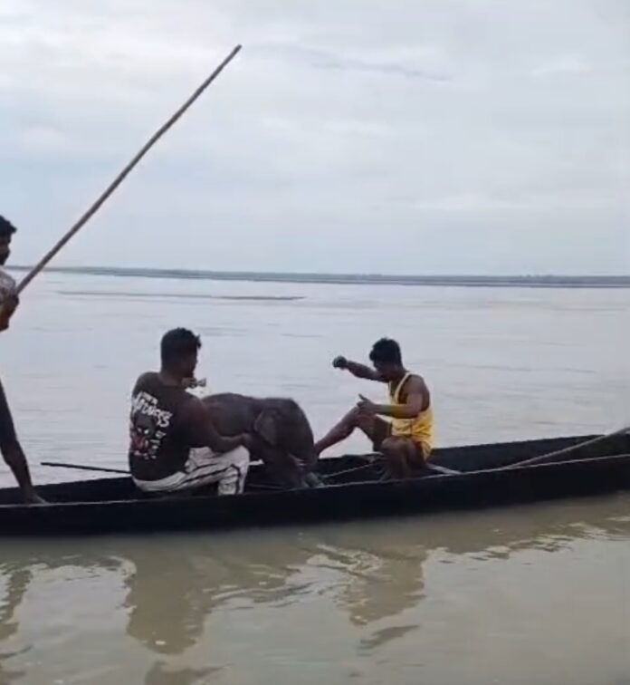 तीस्ता नदी में बह रहे हाथी के बच्चे को मछुआरे बचा कर लाते हुए
