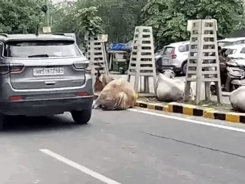 शहर की सडक़ों पर बैठे बेसहारा गोवंश।