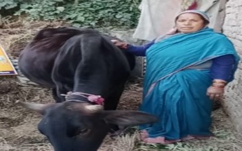 कमला भंडारी अपने पशुधन के साथ।