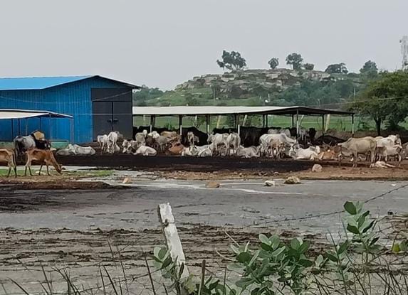 गौशाला का छाया चित्र