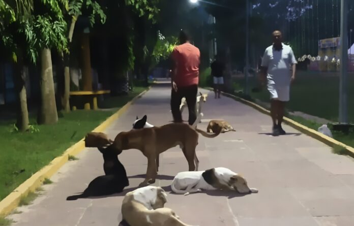 ट्रेक पर मौजूद कुत्ते