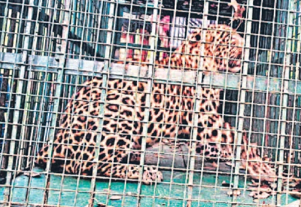 मुरादाबाद जनपद के ठाकुरद्वारा के ग्राम बलिया मिलक में तेंदुआ पिंजरे में कैद मुरादाबाद जनपद के ठाकुरद्वारा के ग्राम बलिया मिलक में तेंदुआ पिंजरे में कैद