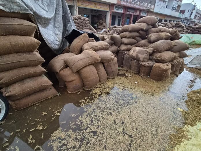नई अनाज मंडी में पानी में भीगी पड़ी धान की बाेरियां।