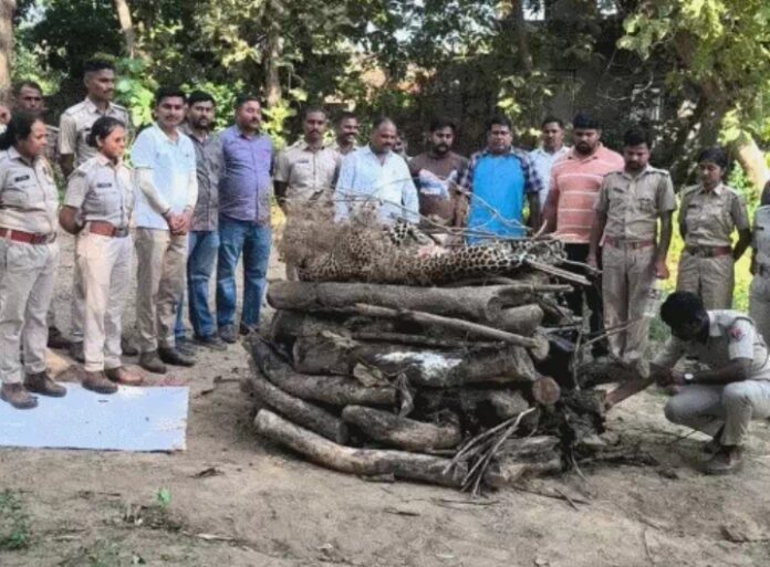 आवश्यक प्रक्रिया पूरी करते हुए वन विभाग के कार्मिक आवश्यक प्रक्रिया पूरी करते हुए वन विभाग के कार्मिक