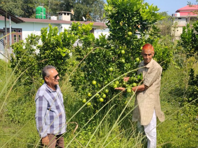 मौसमी की फसल। मौसमी की फसल।