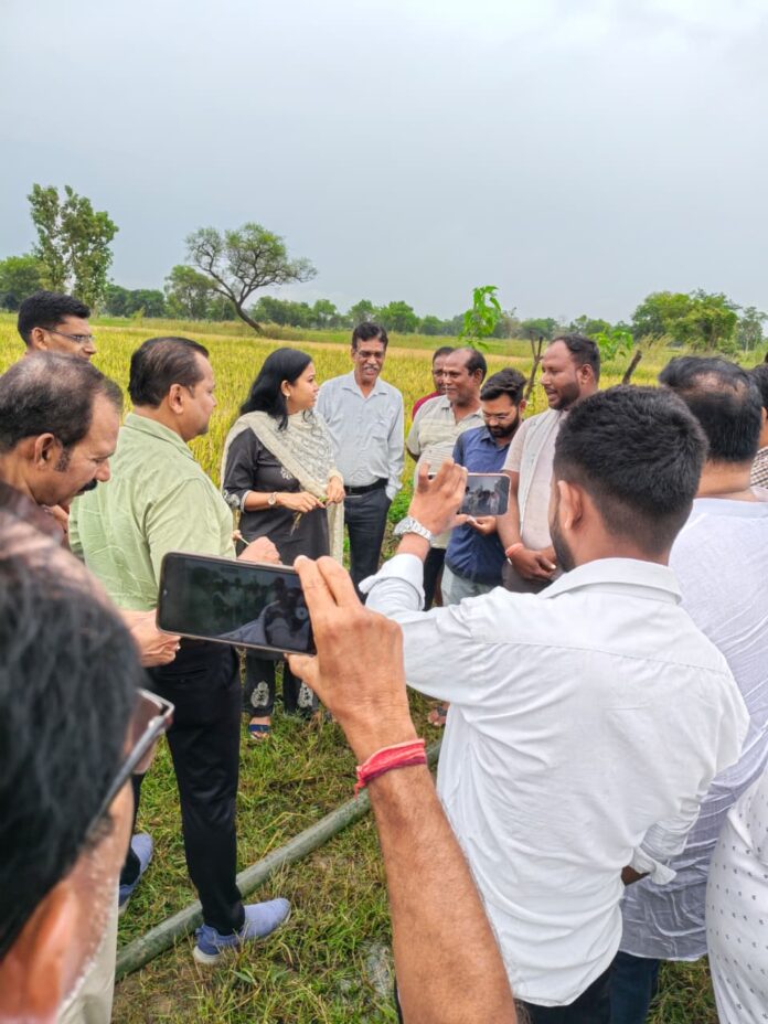 सारंगढ़-बिलाईगढ़ में काले चावल की खेती को मिलेगा बढ़ावा, कलेक्टर ने किया निरीक्षण; किसानों को ₹35 हजार प्रति क्विंटल तक मिलने की उम्मीद