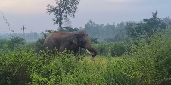 चुनपाड़ा में धान के खेतों में दंतैल हाथी चुनपाड़ा में धान के खेतों में दंतैल हाथी