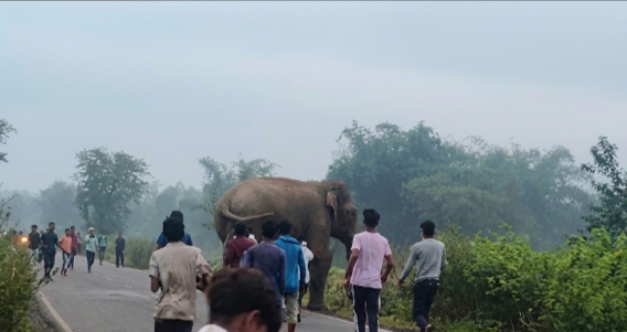 चुनपाड़ा में धान के खेतों में दंतैल हाथी को देखते स्थानीय चुनपाड़ा में धान के खेतों में दंतैल हाथी को देखते स्थानीय