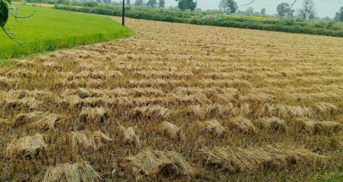 खेत में कटाई के बाद रखी फसल खेत में कटाई के बाद रखी फसल