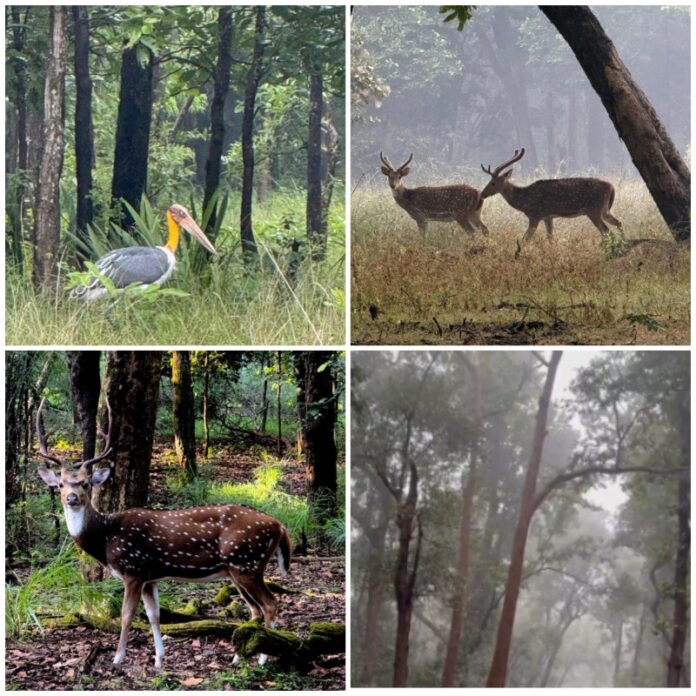 बांधवगढ़ में सुहावना मौसम, वन्यजीवों की सुरक्षा पर कड़ी निगरानी
