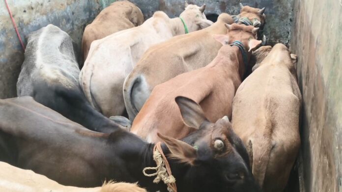 20मवेशी से लदा वाहन जब्त